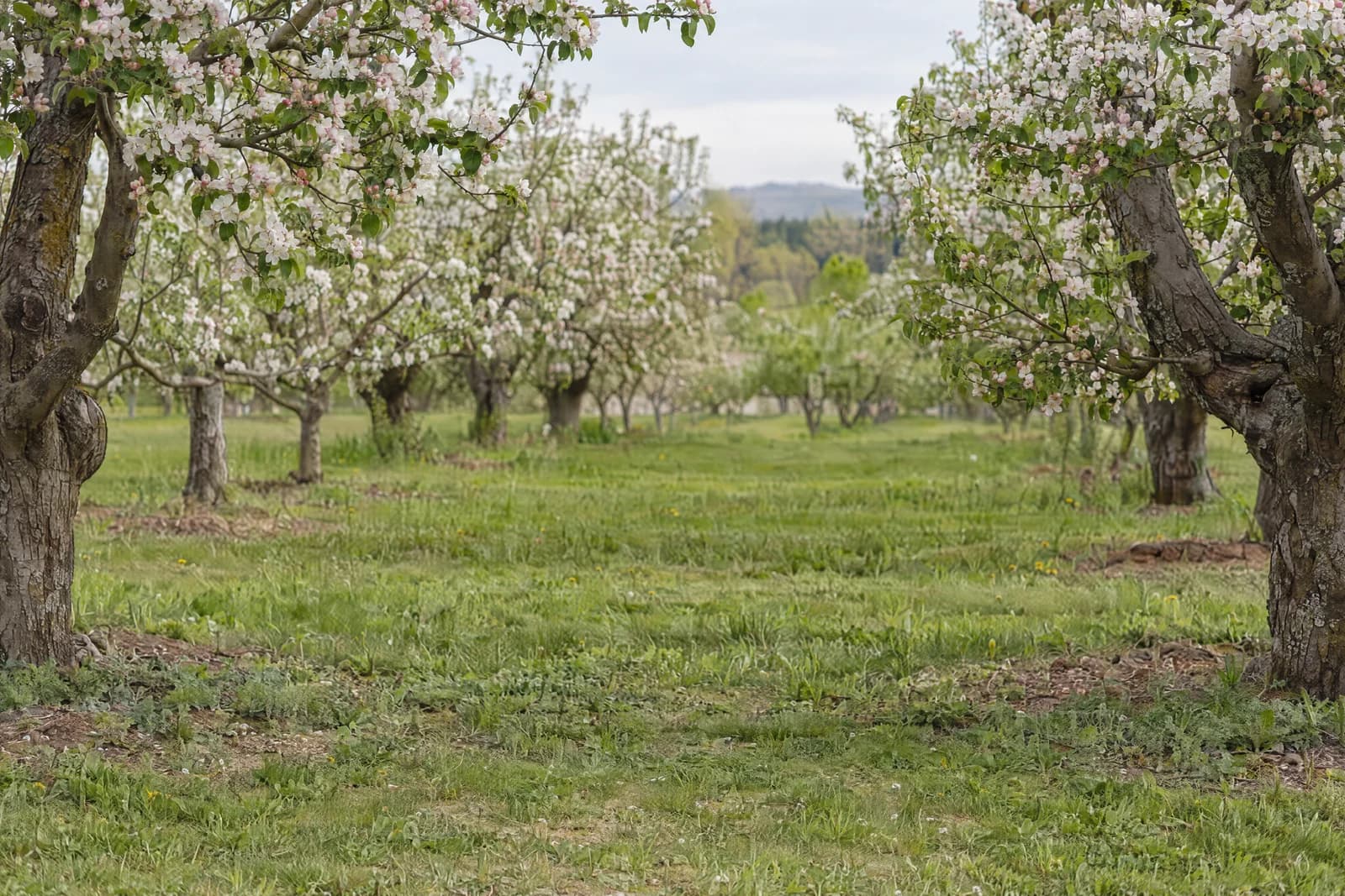 Spring orchard clearing — empty photographic background