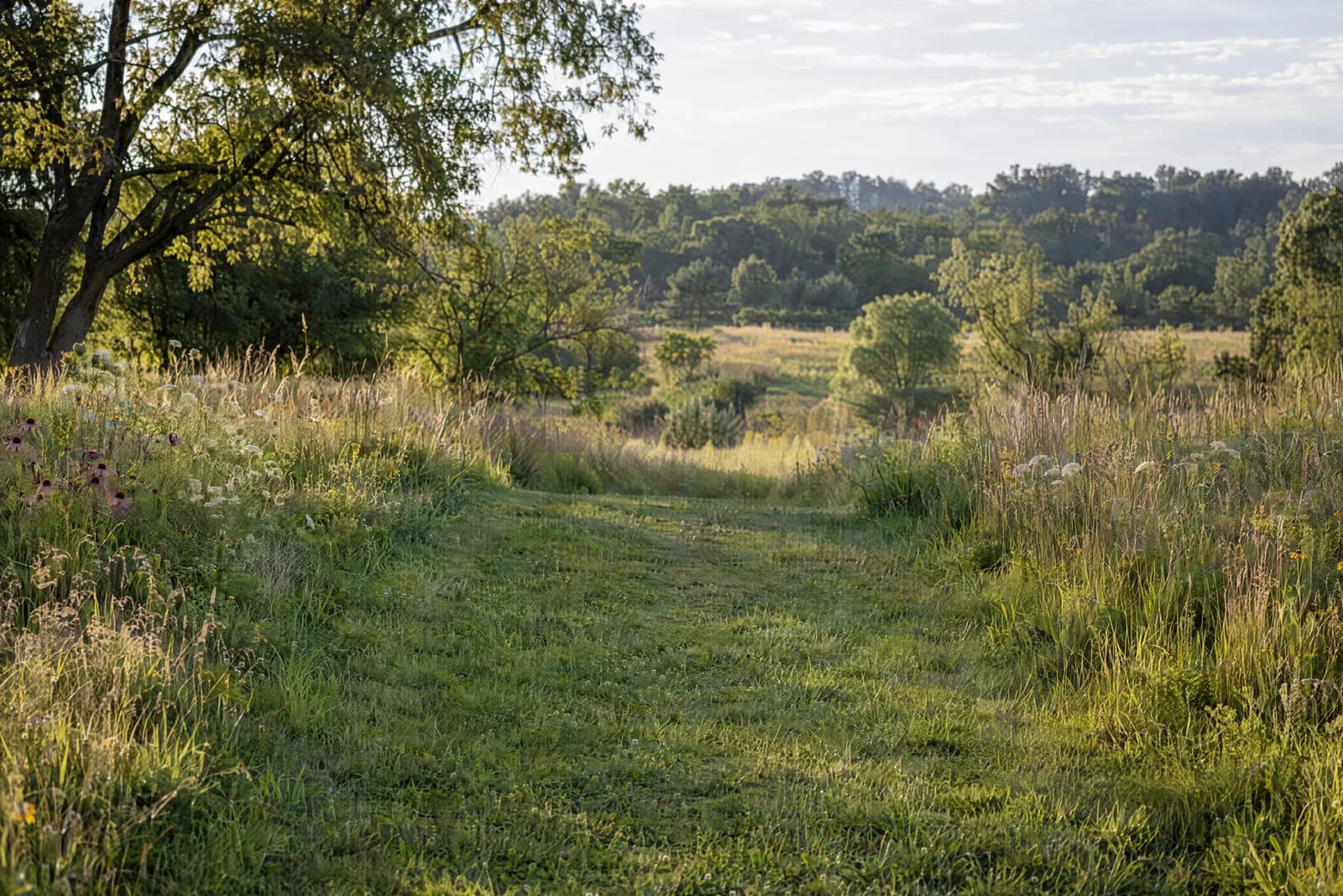 Summer meadow path — empty photographic background