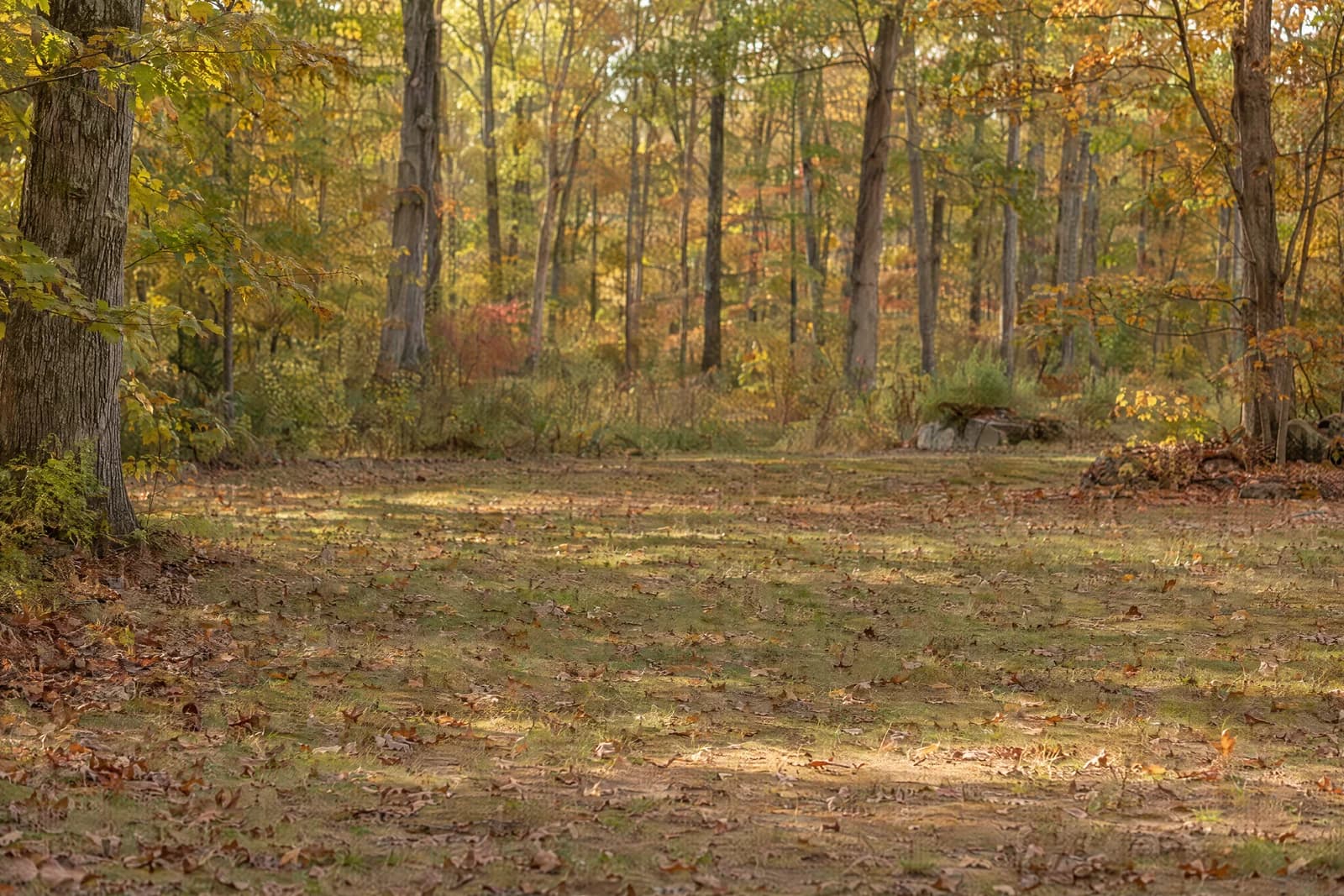 Autumn woodland clearing — empty photographic background