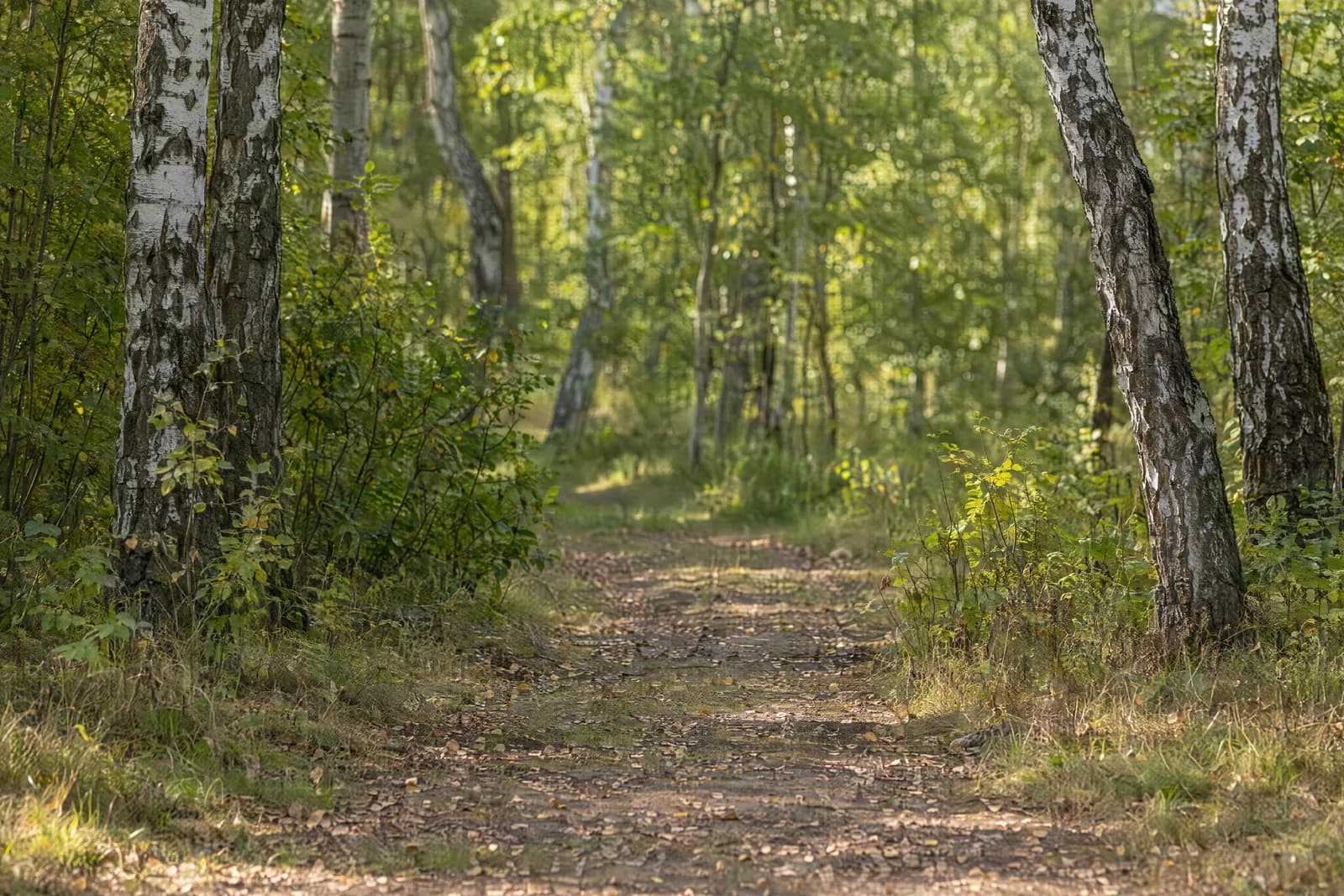 Birch grove path — empty photographic background