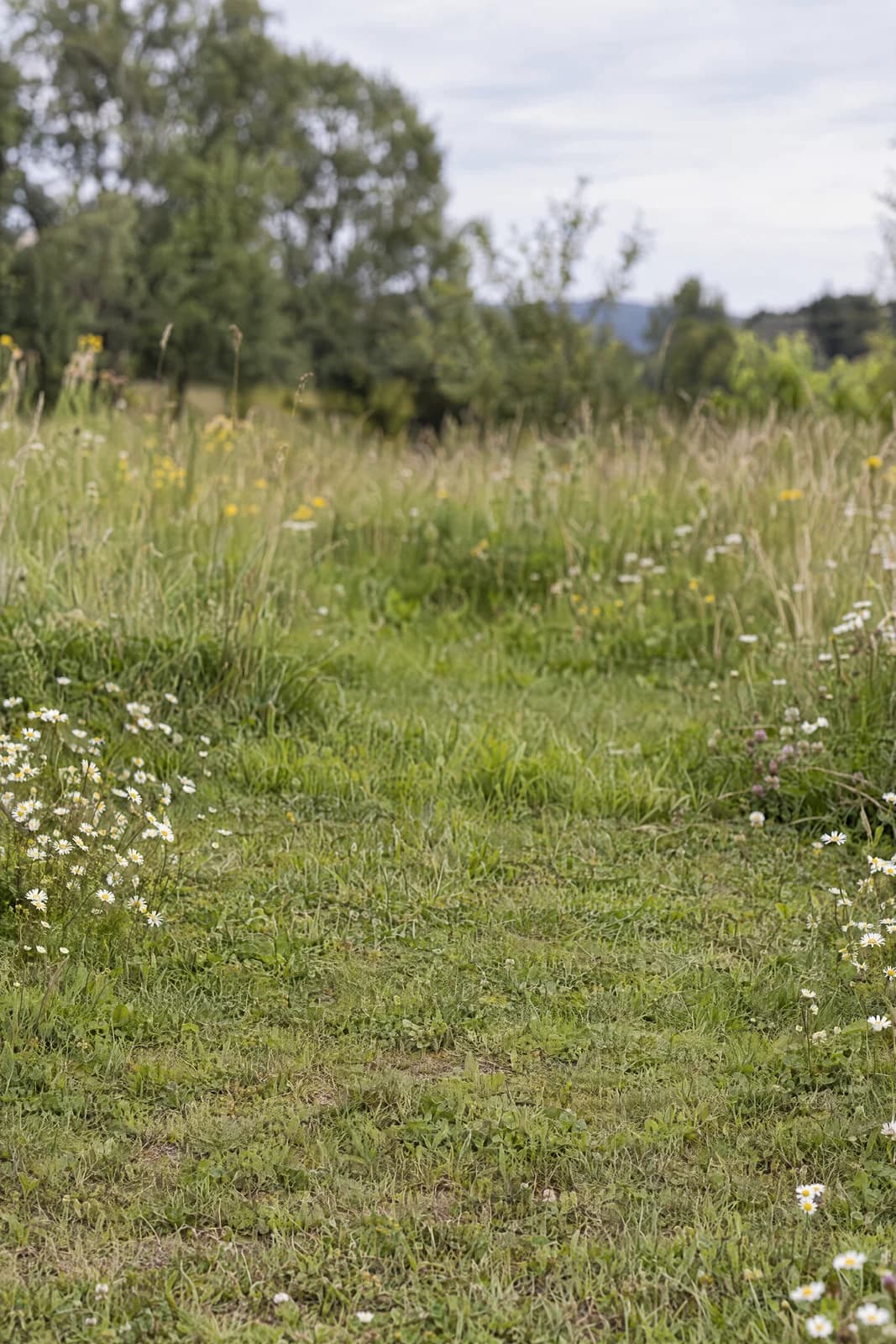 Daisy meadow edge — empty photographic background