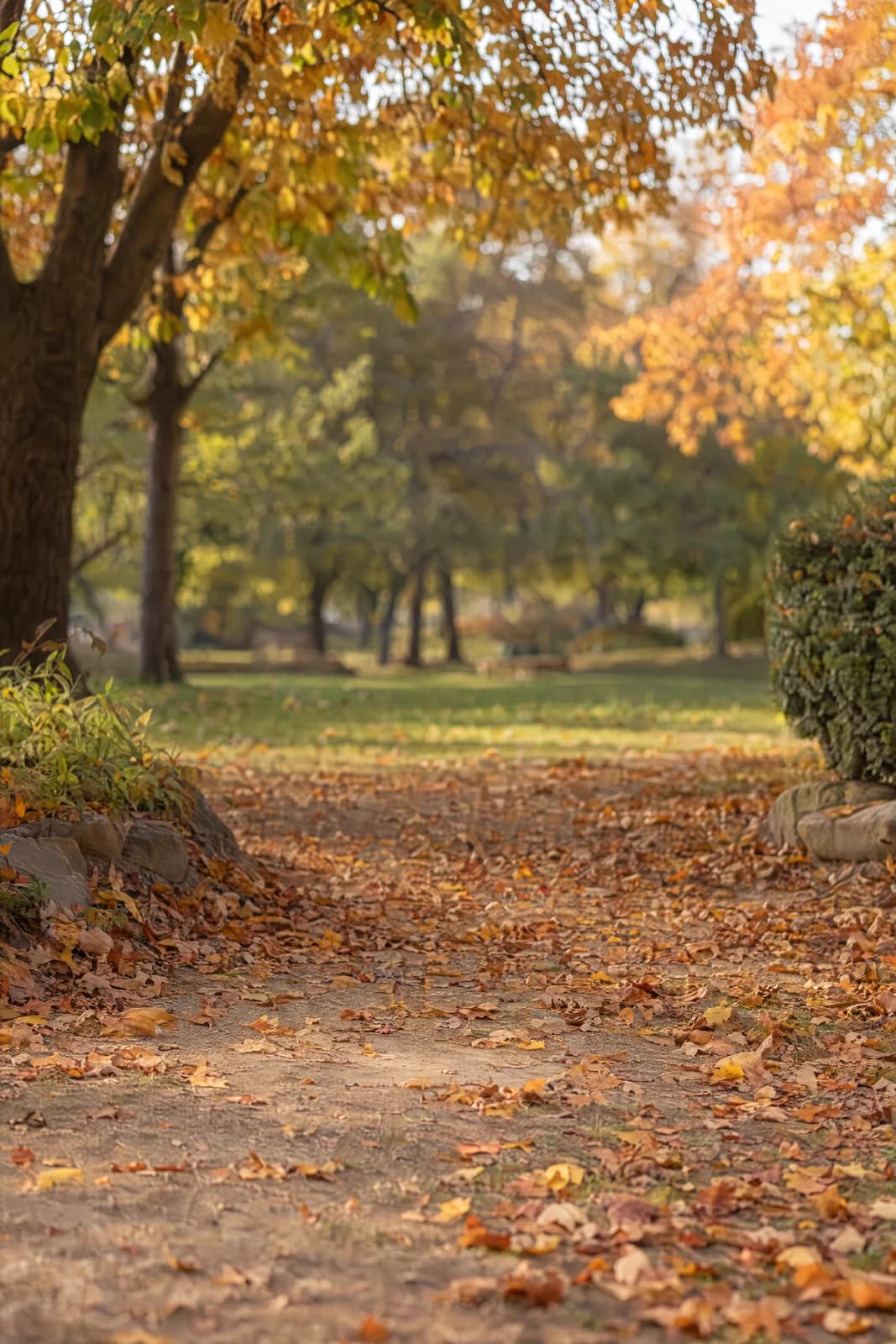 Autumn park portrait — empty photographic background