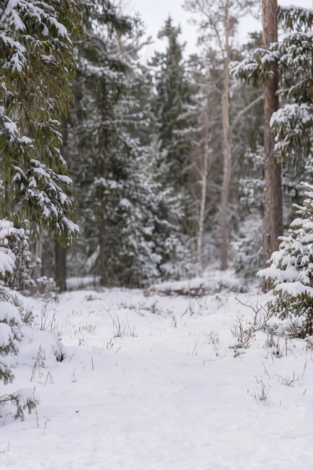 Winter evergreen clearing — empty photographic background