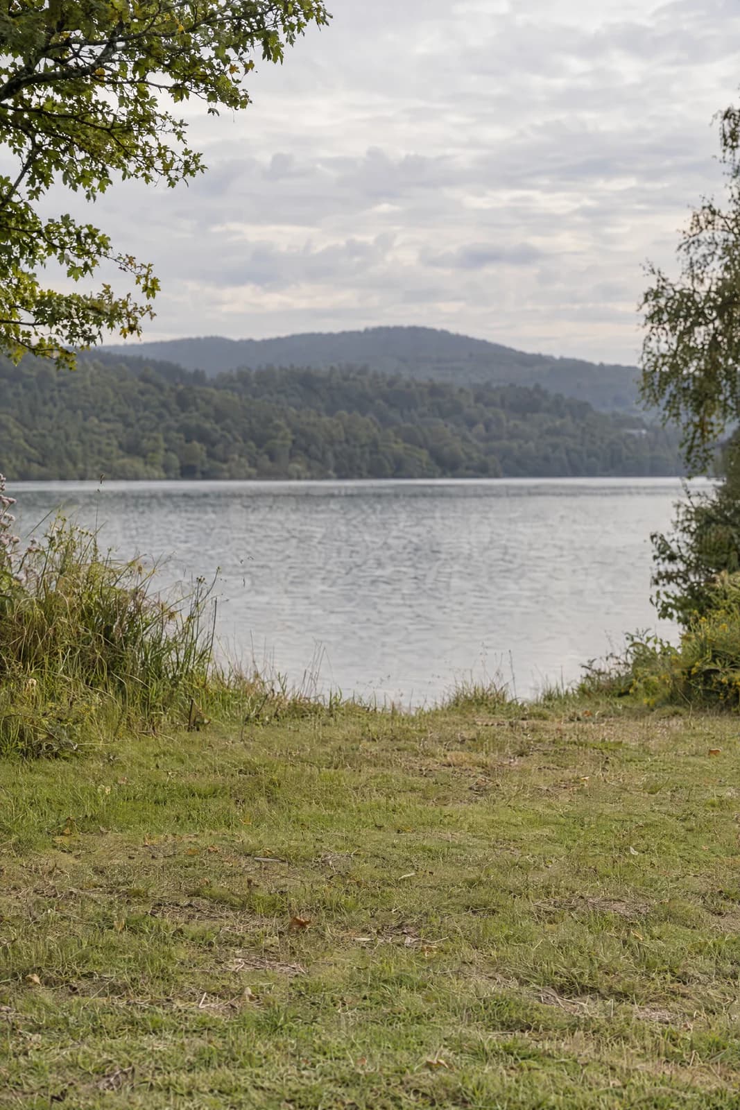 Lake shore grasses — empty photographic background