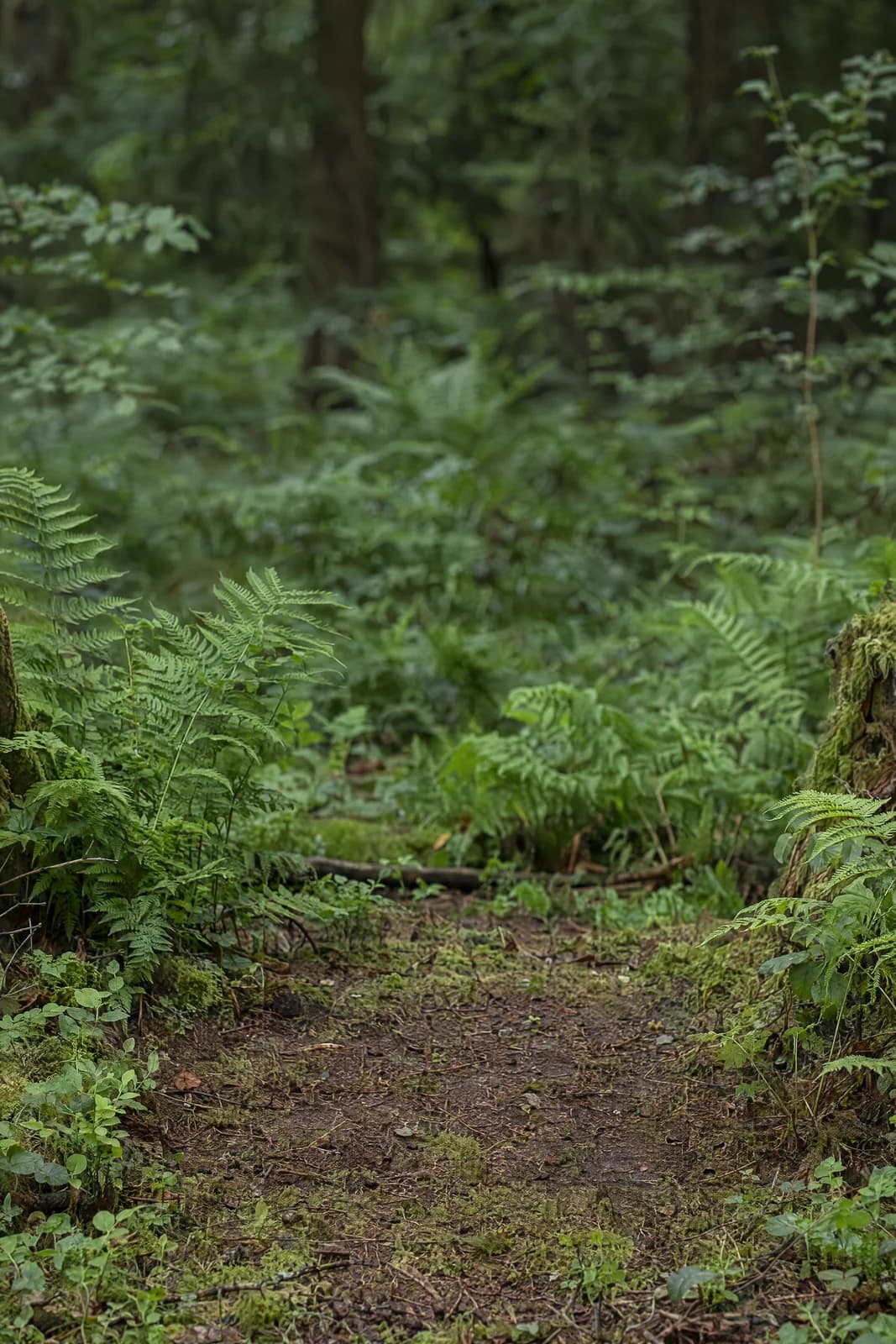 Fern woodland clearing — empty photographic background