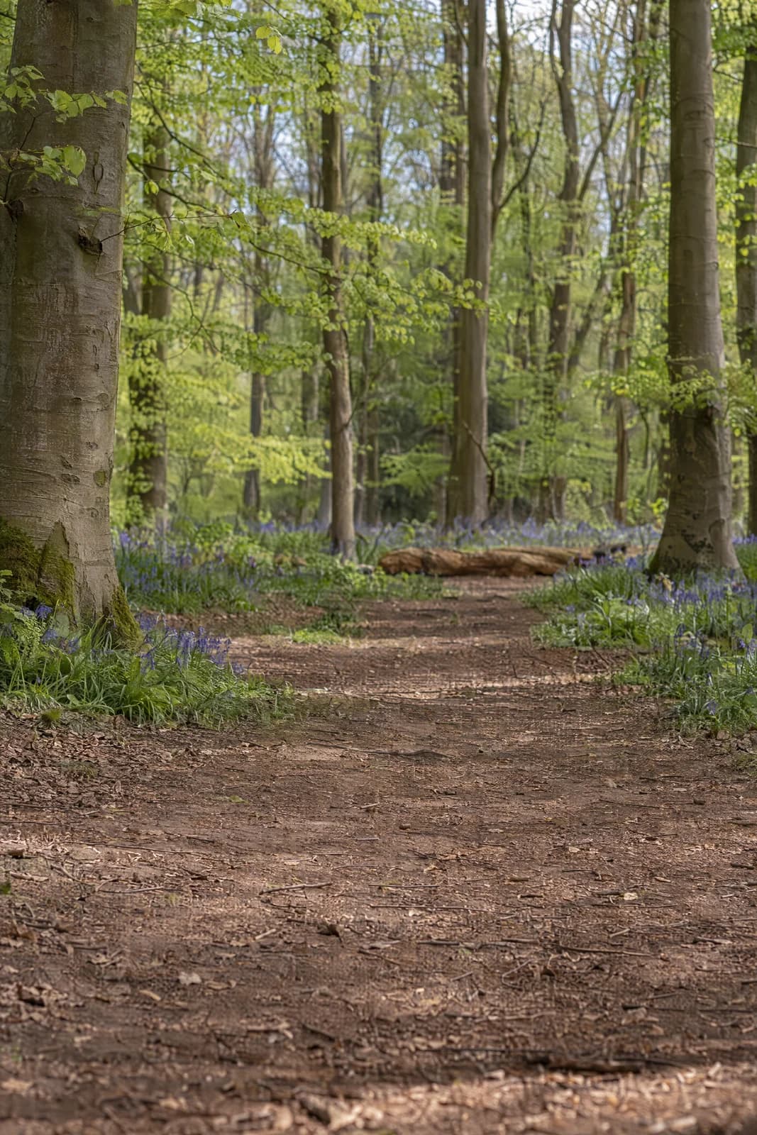 Spring bluebell woodland — empty photographic background